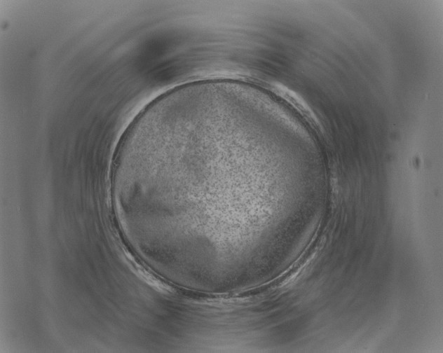 X0000073891236200609011645