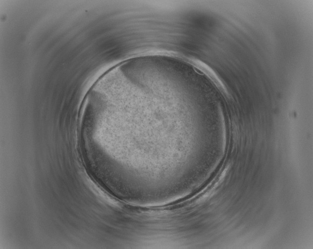 X0000073891244200609011645