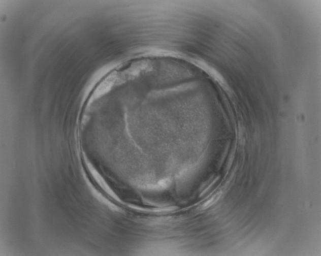 X0000073891247200609011645