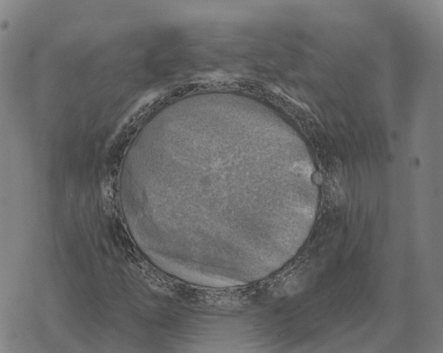 X0000073891254200609011644