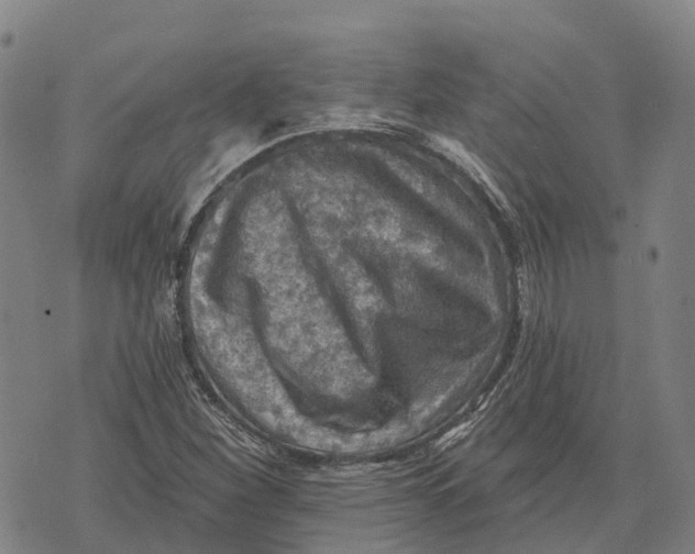 X0000073891260200609011644