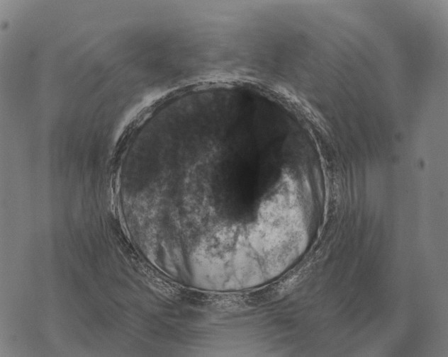 X0000073891262200609011644