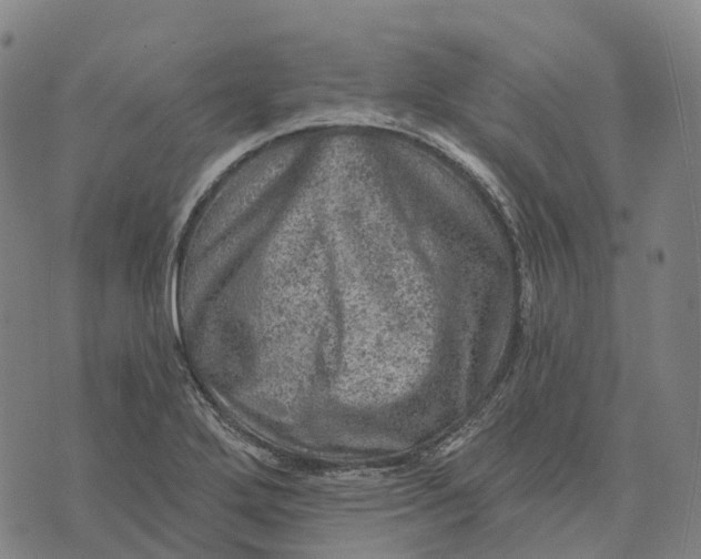 X0000073891272200609011644