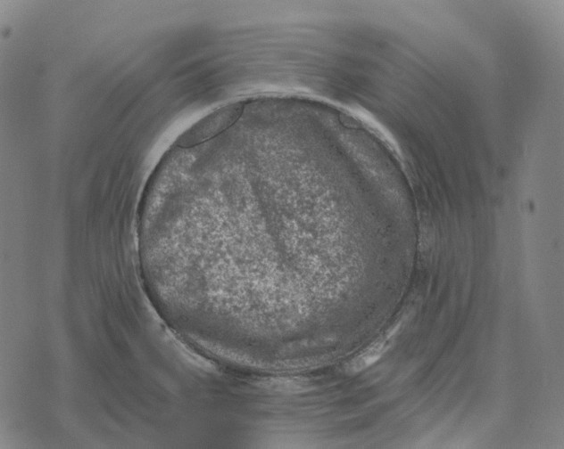 X0000073891287200609011644