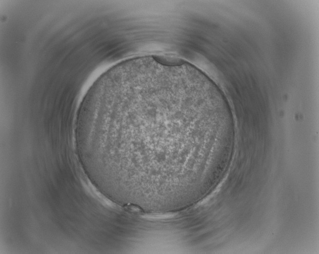 X0000073891296200609011644