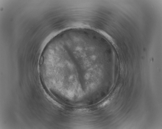 X0000073891335200609011643