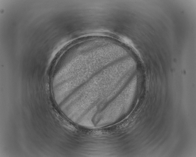 X0000073891360200609011643