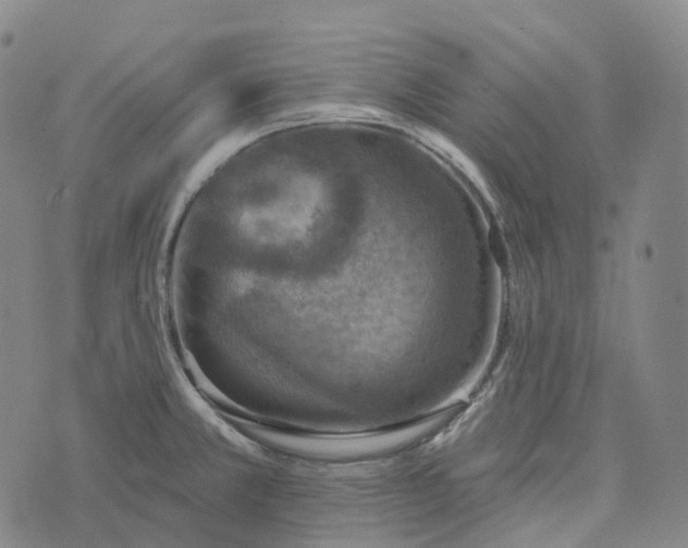 X0000073891381200609011642