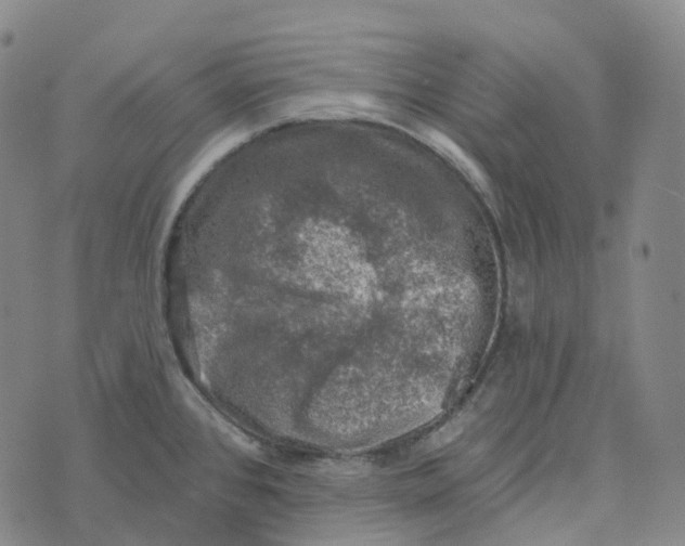 X0000073891384200609011642