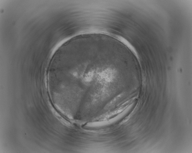 X0000073891388200609011642