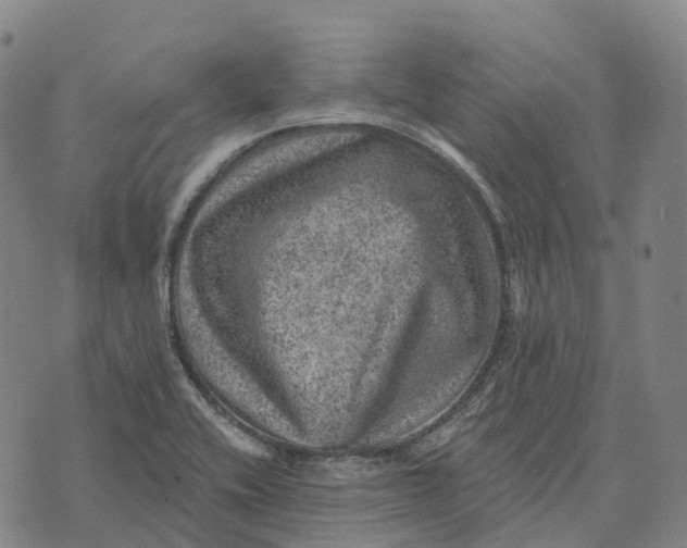 X0000073891416200609011642