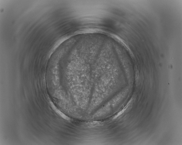 X0000073891417200609011642