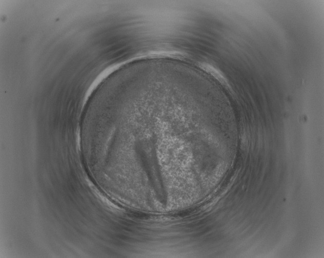 X0000073891420200609011642