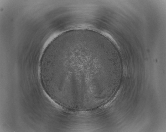 X0000073891424200609011642