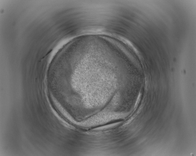 X0000073891432200609011642