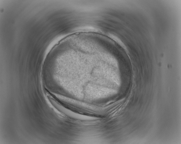 X0000073891440200609011642