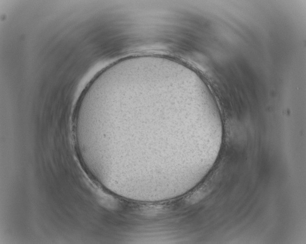 X0000073891470200609011641