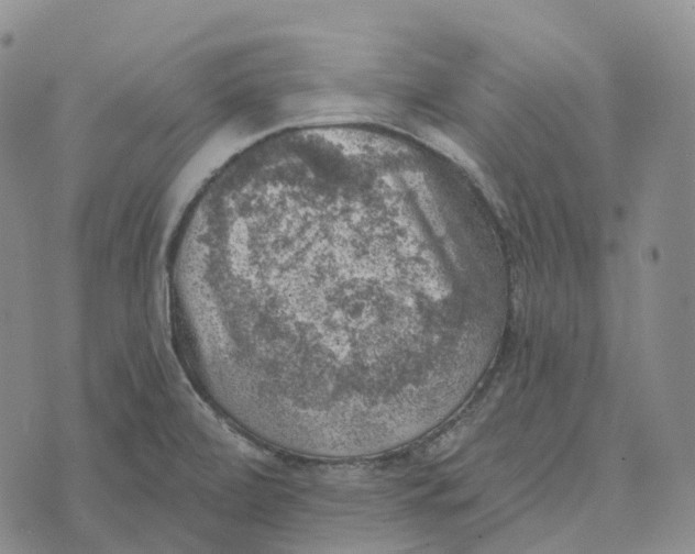 X0000073891472200609011641