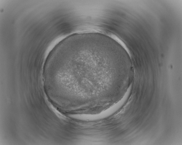 X0000073891485200609011640