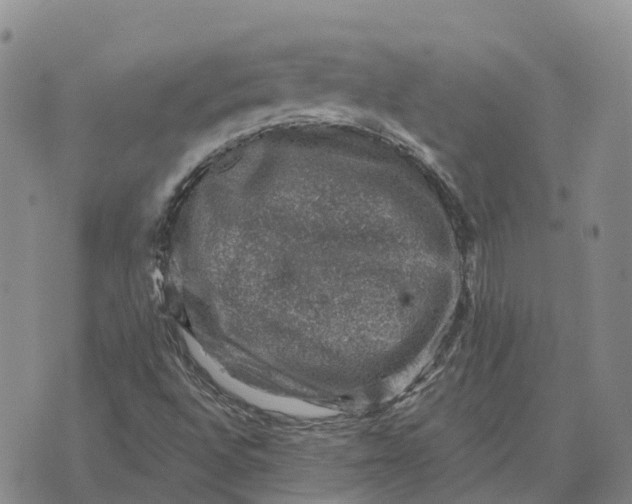 X0000073891496200609011640