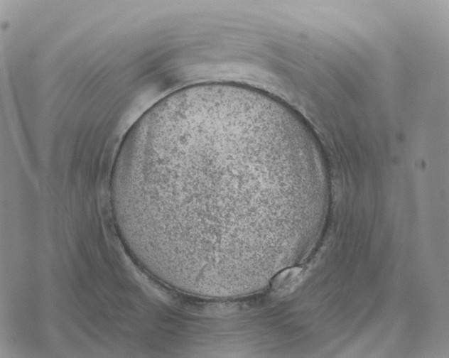 X0000073891521200609011640