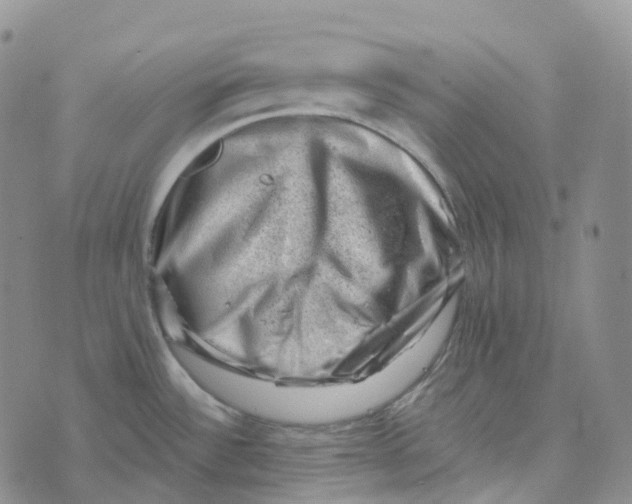 X0000073891532200609011640