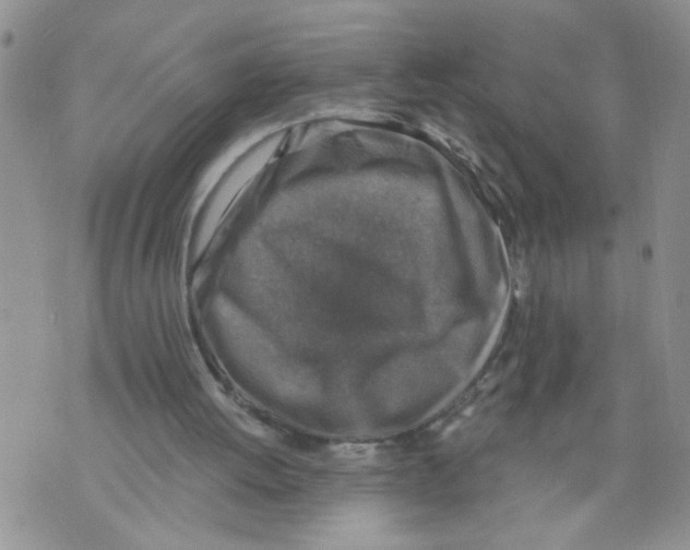 X0000073890052200609082133