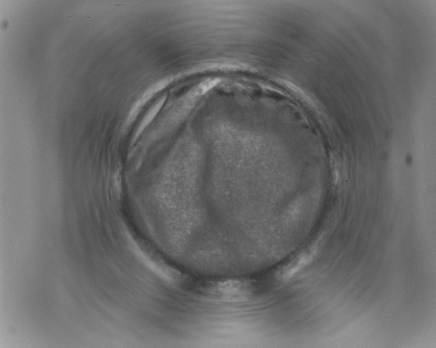 X0000073890064200609082133