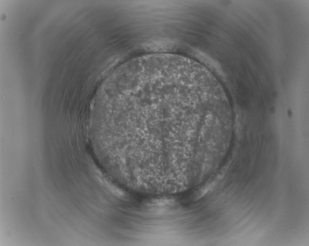 X0000073890065200609082133