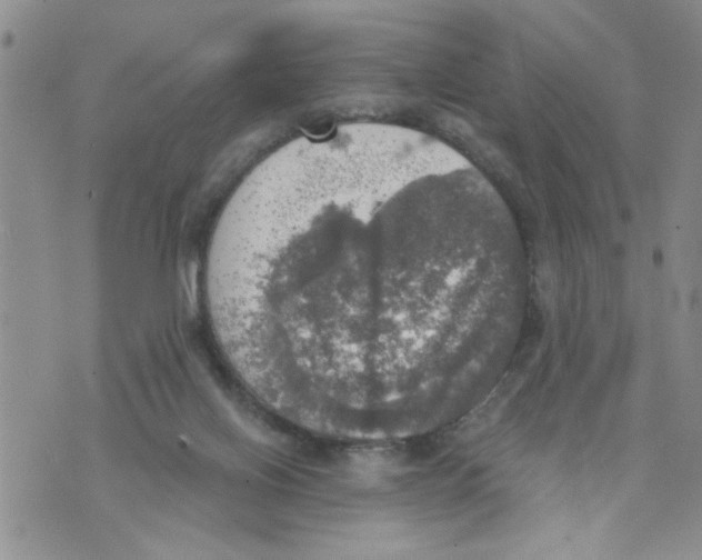 X0000073890070200609082133