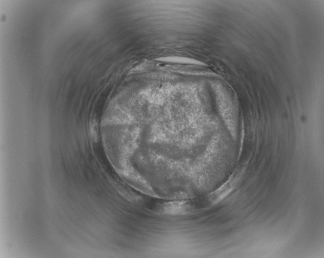 X0000073890090200609082133