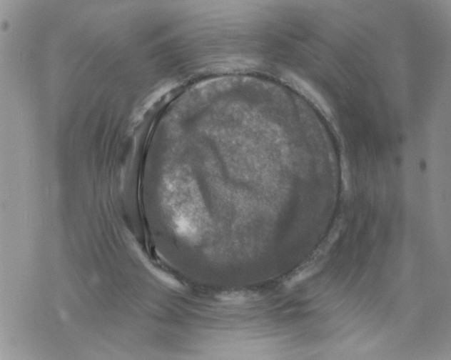 X0000073890105200609082133