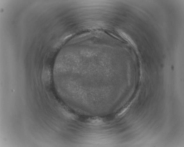 X0000073890113200609082133