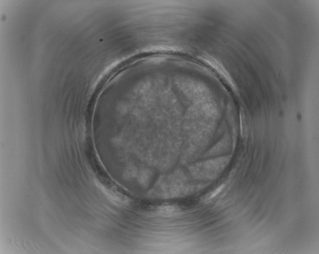 X0000073890204200609082131