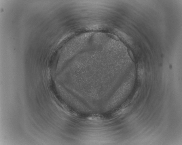 X0000073890211200609082131