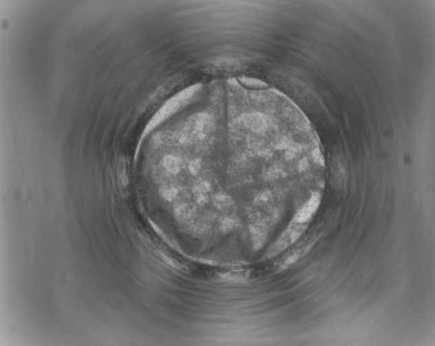 X0000073890232200609082131