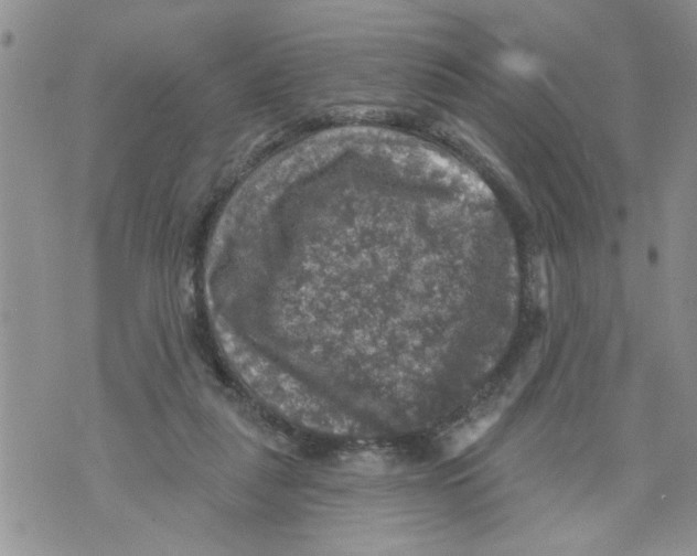 X0000073890259200609082130