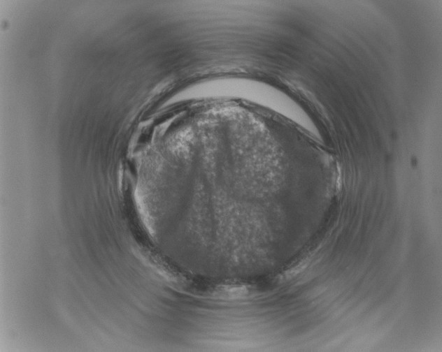 X0000073890260200609082130