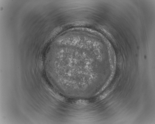 X0000073890261200609082130