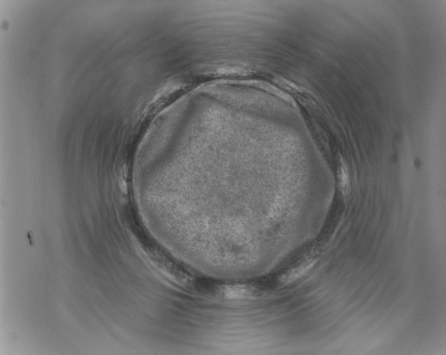 X0000073890264200609082130