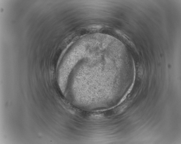 X0000073890283200609082130