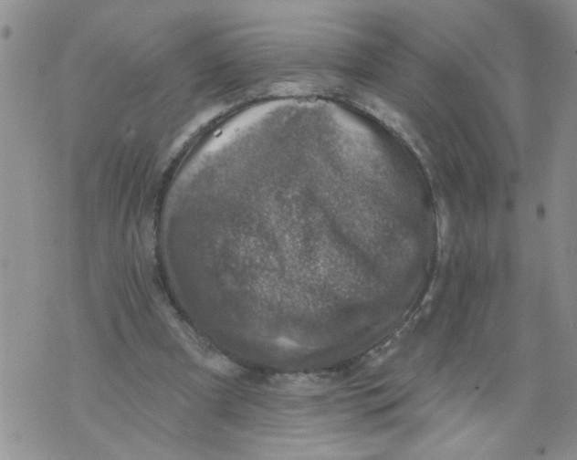 X0000073890297200609082130