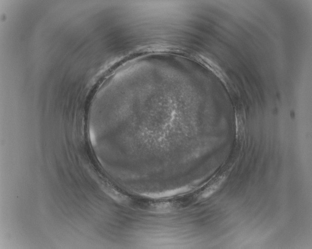 X0000073890301200609082129