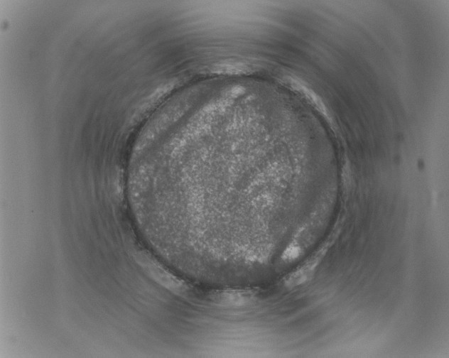 X0000073890305200609082129