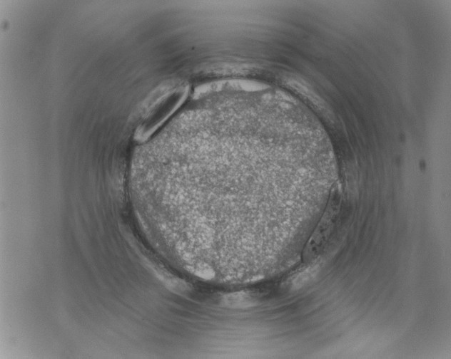 X0000073890309200609082129