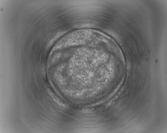 X0000073890345200609082128