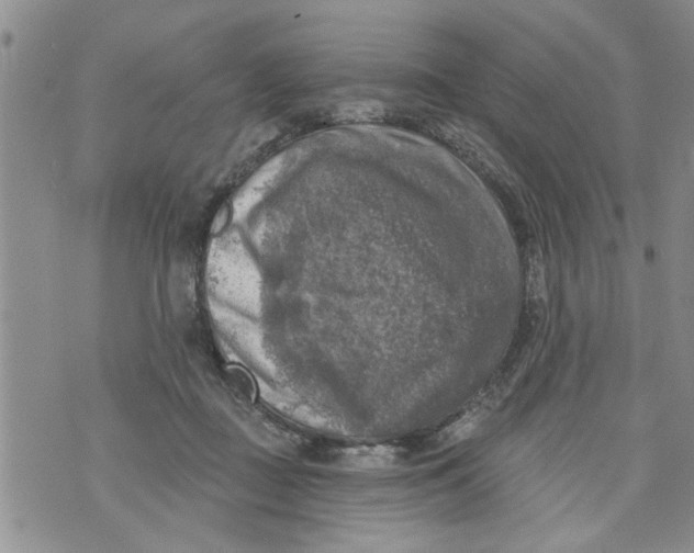 X0000073890363200609082129