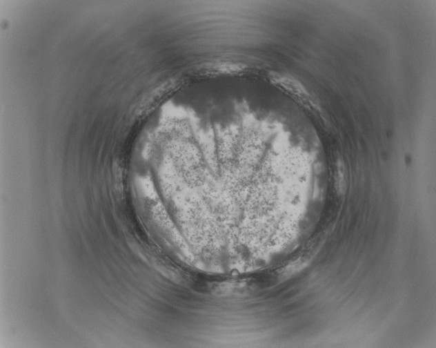 X0000073890366200609082129