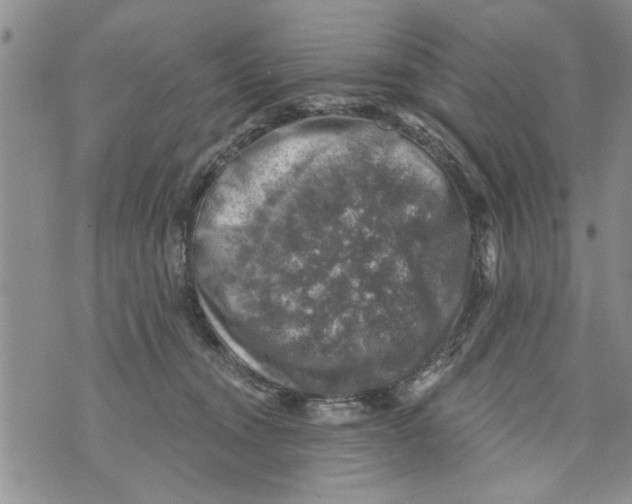 X0000073890372200609082129