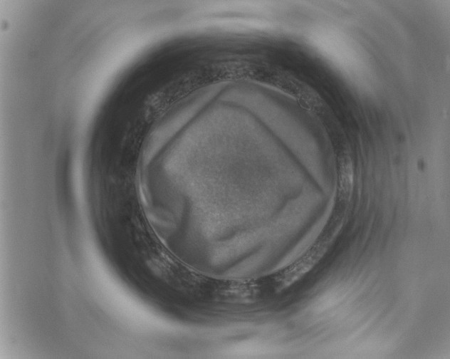 X0000073890383200609082129